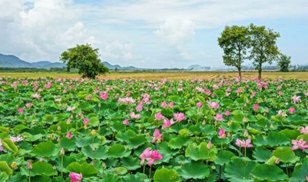 Rèm Cuốn In Tranh chủ đề: Sen - Cá - Ảnh 16