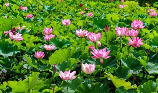 Rèm Cuốn In Tranh chủ đề: Sen - Cá - Ảnh 17